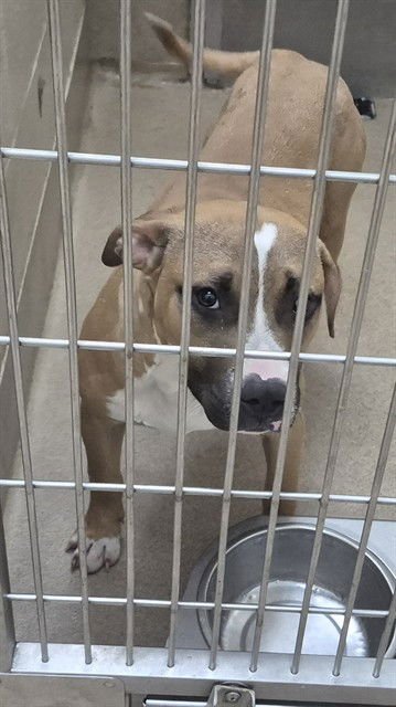 ROCKY - Pit Bull Terrier available for adoption