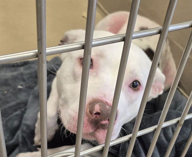 CLOVER - Pit Bull Terrier available for adoption