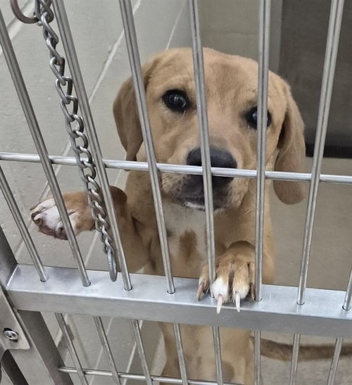 RICARDO - Labrador Retriever available for adoption