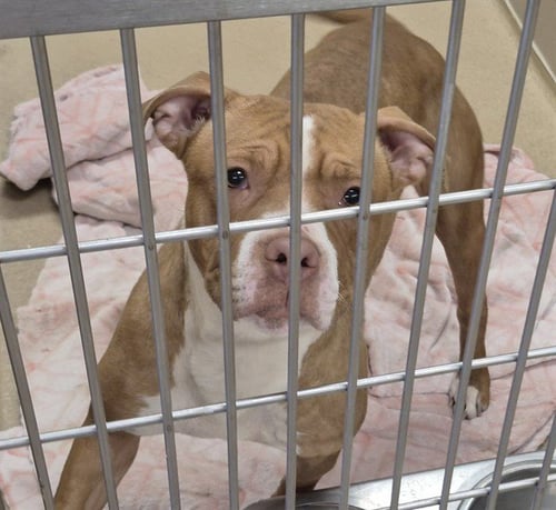KIKI - Pit Bull Terrier available for adoption