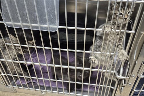 CHUMPO - Domestic Short Hair available for adoption