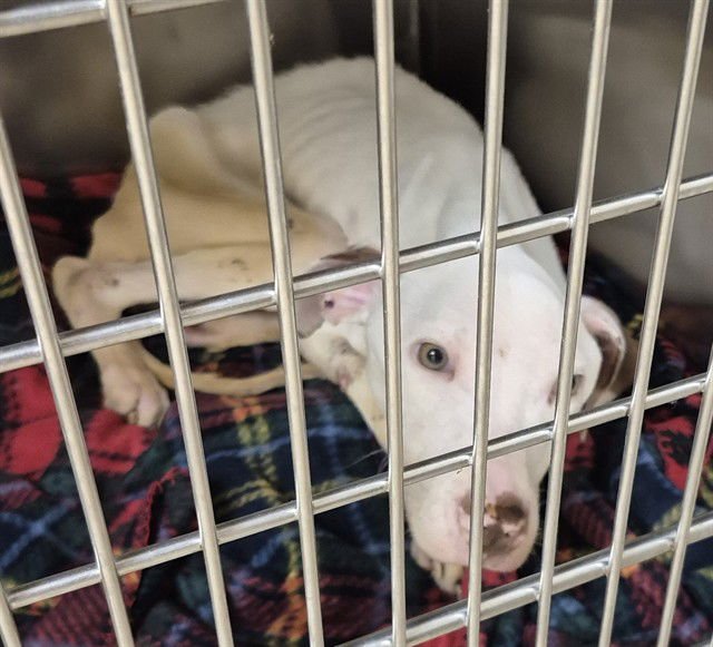 SLIM SHADY - Pit Bull Terrier available for adoption