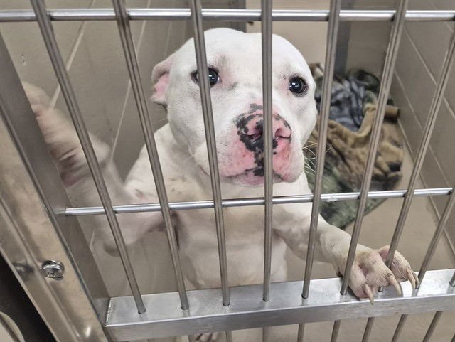 BUCKET HAT - Pit Bull Terrier available for adoption