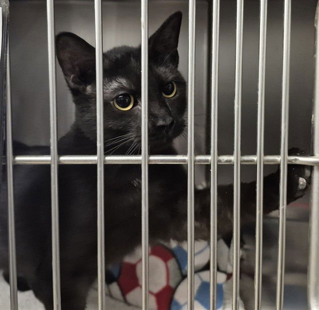 POSEIDON - Domestic Short Hair available for adoption