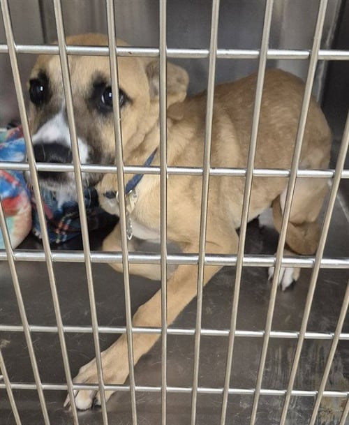 FAJITA - German Shepherd Dog available for adoption