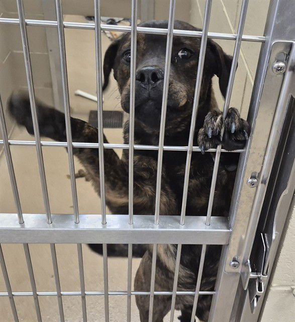 ASTERIAN - Pit Bull Terrier / Rottweiler available for adoption