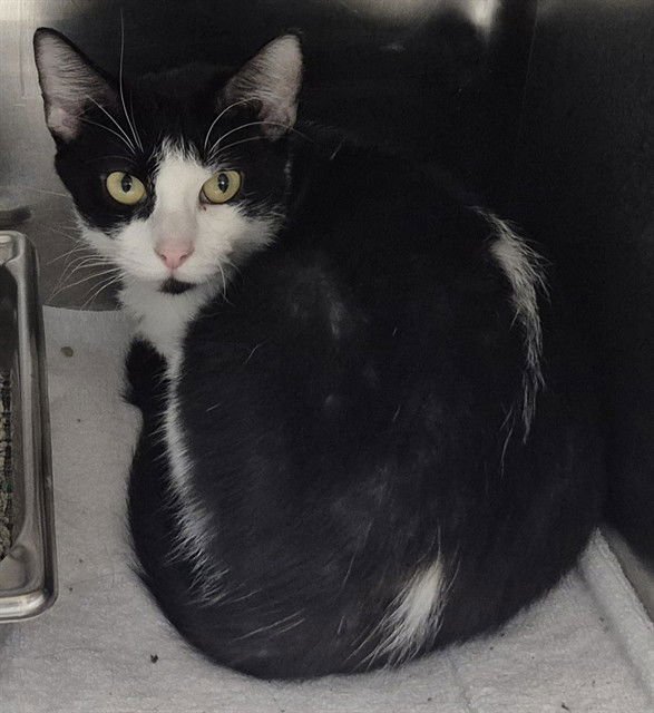 KENDRA - Domestic Short Hair available for adoption