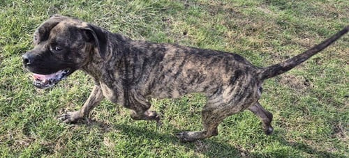 LUIS - Mastiff / Boxer available for adoption