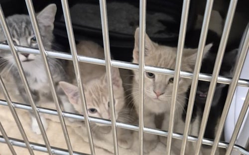 TADASHI - Domestic Short Hair available for adoption