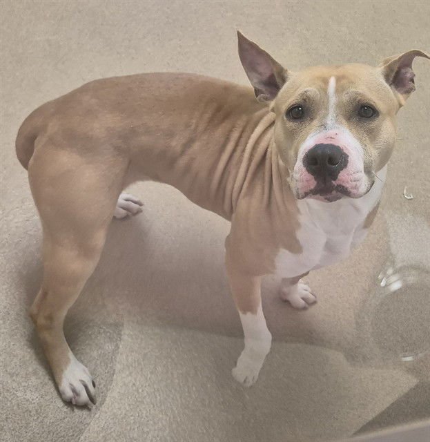 PIXIE CHICK - Pit Bull Terrier available for adoption