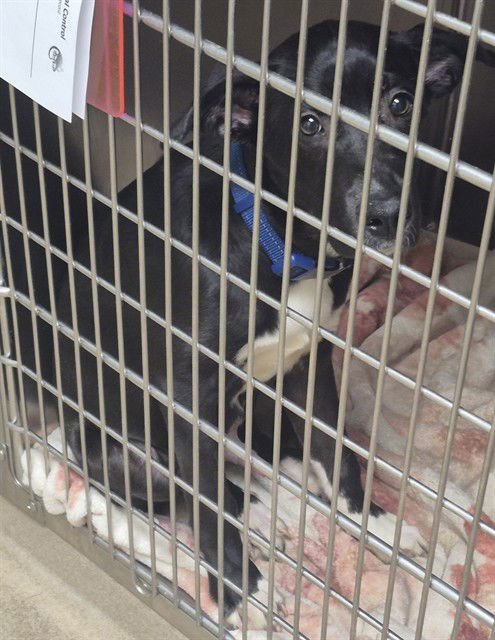 BUTCH - Labrador Retriever / Pit Bull Terrier available for adoption