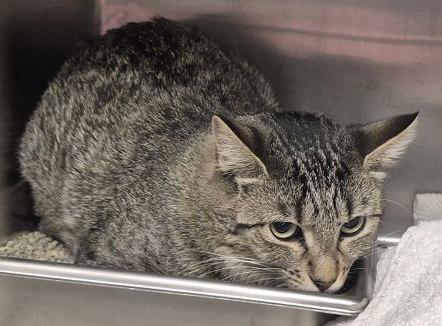 RHEA - Domestic Short Hair available for adoption