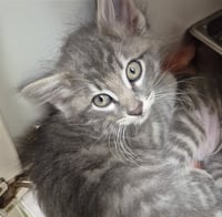MEATBALL - Photo 1