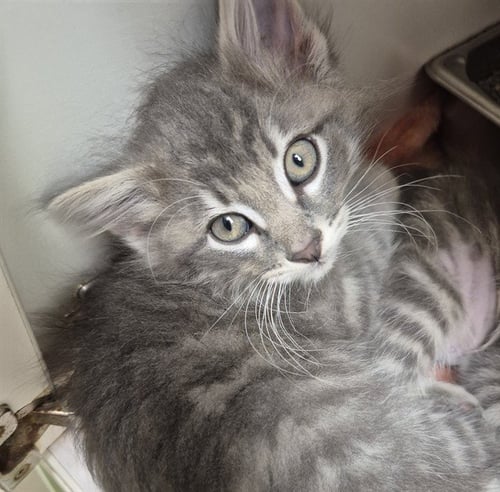 MEATBALL - Domestic Long Hair available for adoption