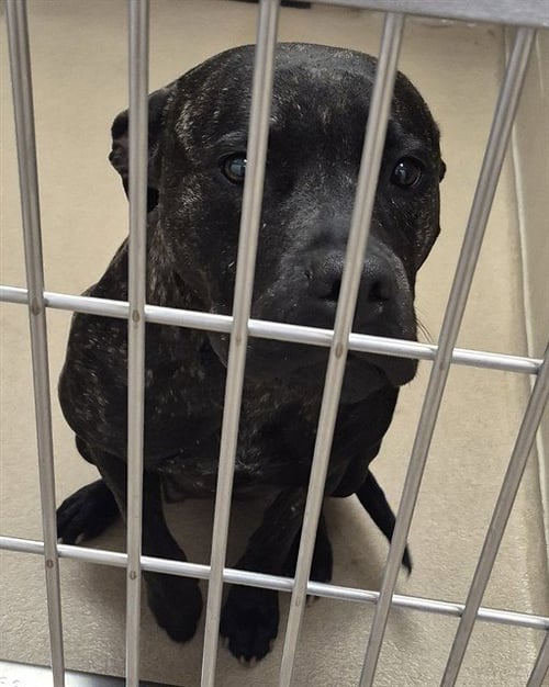 SUMMER - Pit Bull Terrier available for adoption