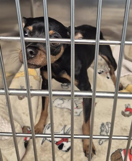DELTA - Chihuahua available for adoption