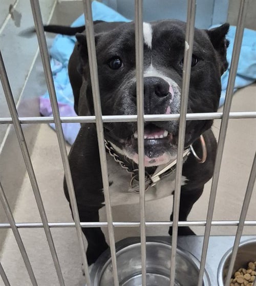 PORKCHOP - Pit Bull Terrier available for adoption