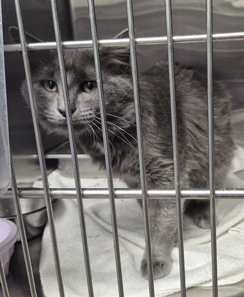 OLIVIA - Domestic Medium Hair available for adoption