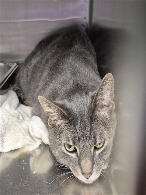 ELIJAH - Domestic Short Hair available for adoption