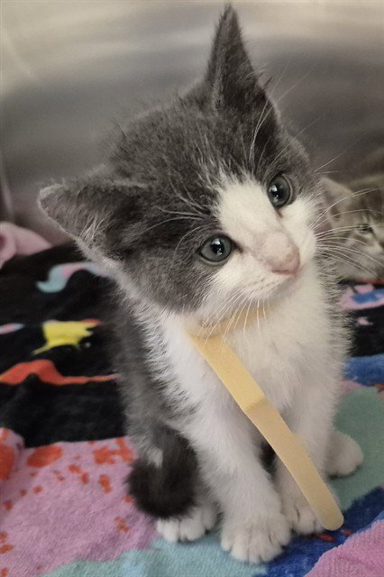 FIERCE - Domestic Medium Hair available for adoption