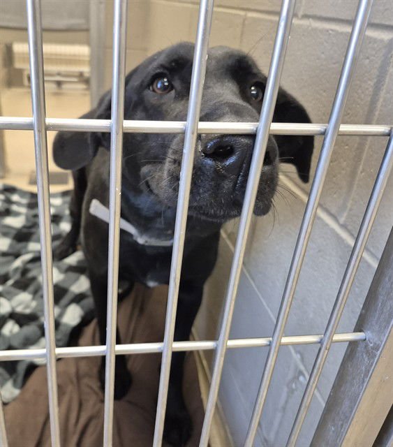 FROZEN YOGURT - Labrador Retriever available for adoption