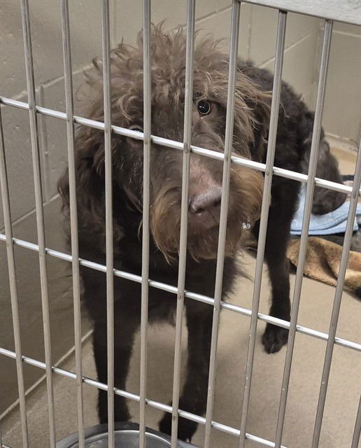 CHOCOLATEFONDUE - Labrador Retriever / Poodle (Standard) available for adoption