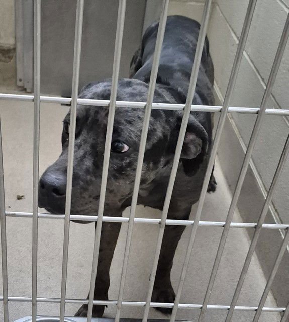 COMMERCIAL - Pit Bull Terrier available for adoption