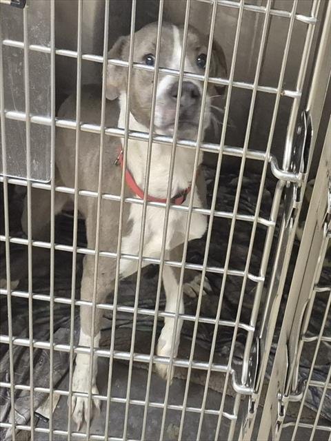 LOX - Pit Bull Terrier available for adoption