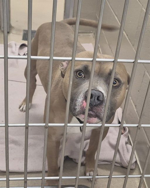 OATMEAL - Pit Bull Terrier available for adoption