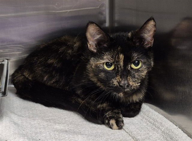 QUEEN ZO - Domestic Medium Hair available for adoption