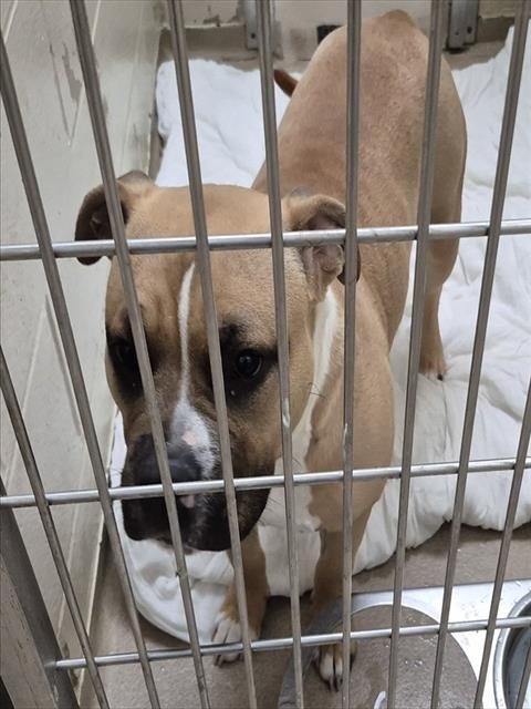 QUARTERBACK - Pit Bull Terrier available for adoption