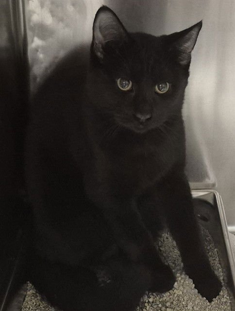 GUMBO - Domestic Short Hair available for adoption