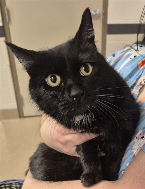 RILEY - Domestic Short Hair available for adoption