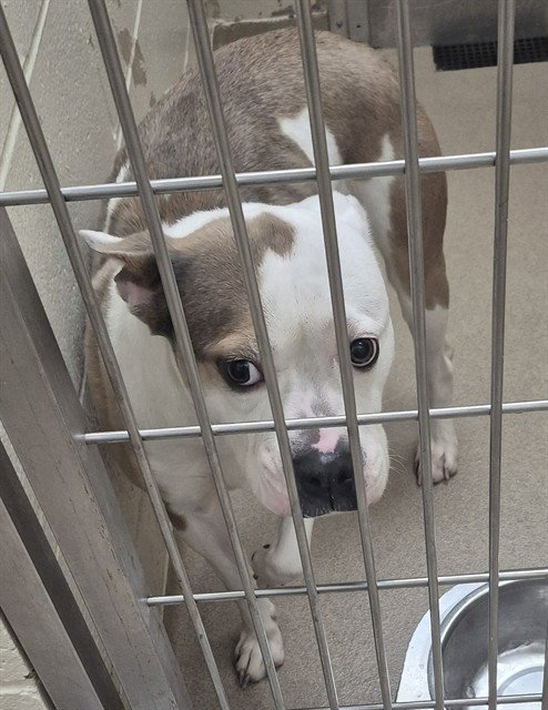 POLKA DOT - Boxer / Pit Bull Terrier available for adoption