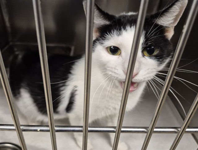 BABY - Domestic Short Hair available for adoption