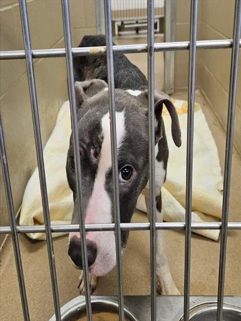 PARTY - Pit Bull Terrier available for adoption