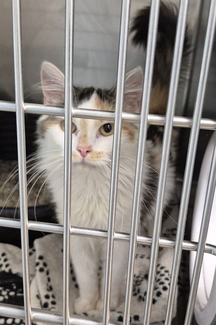 DOUBLE CHEESE BURGER - Domestic Short Hair available for adoption