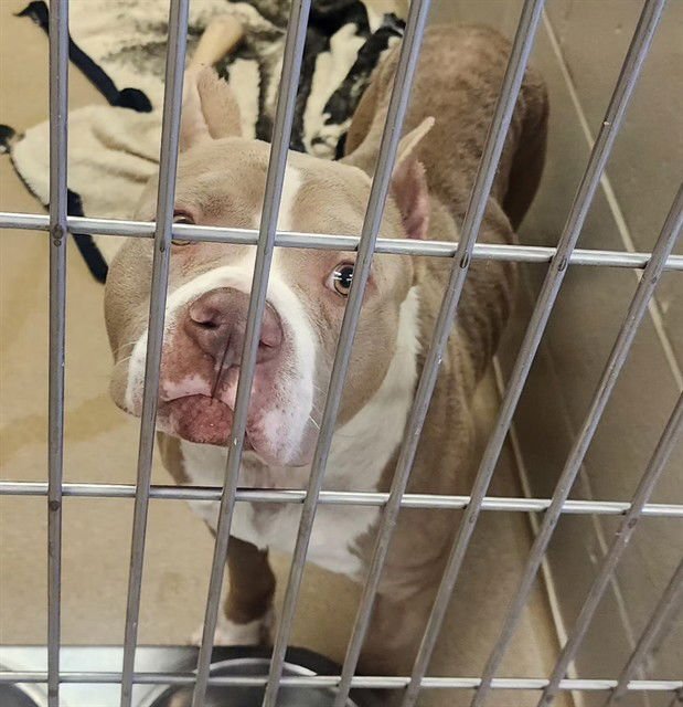 BAD BUNNY - Pit Bull Terrier available for adoption