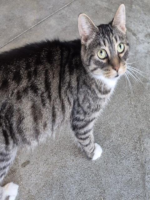 CAROLINA - Domestic Short Hair available for adoption