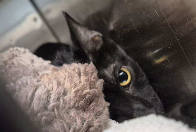 LEONIDAS - Domestic Short Hair available for adoption