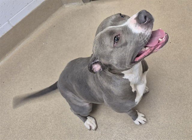 WHITNEY - Pit Bull Terrier available for adoption