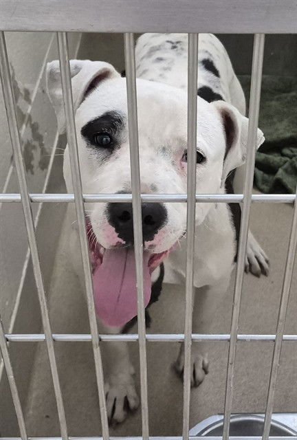 ZEBRA - Pit Bull Terrier available for adoption