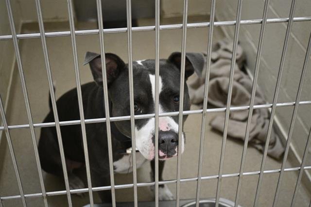 JENGA - Pit Bull Terrier available for adoption