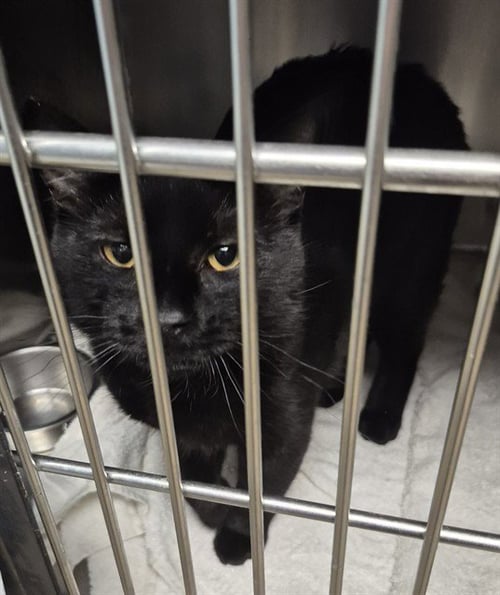XERXES - Domestic Medium Hair available for adoption