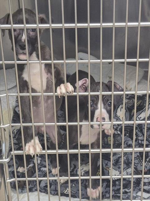 PIZZA - Pit Bull Terrier available for adoption