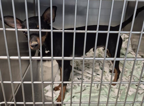 FRONTIER - Chihuahua available for adoption