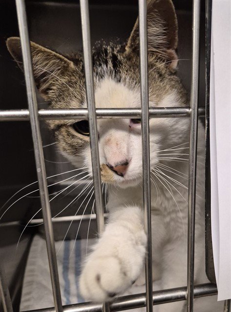 WICKER - Domestic Short Hair available for adoption