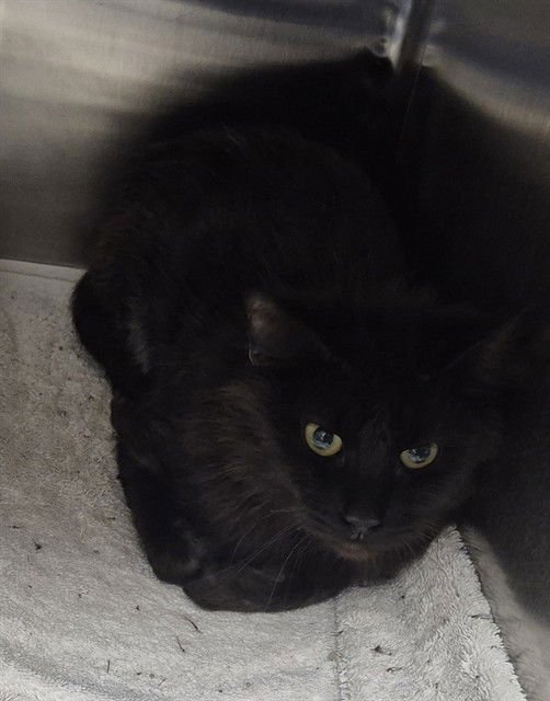 EMILIA - Domestic Short Hair available for adoption