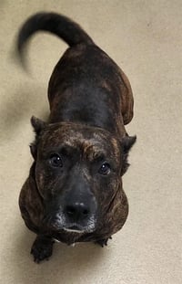 BULLDOG BAT - Photo 1