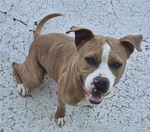 TATER TOT - Pit Bull Terrier available for adoption